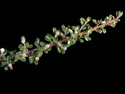 Cotoneaster thymifolius: Flowers in bud, leaves.
 Image: D. Glenny © Landcare Research 2017 CC BY 3.0 NZ